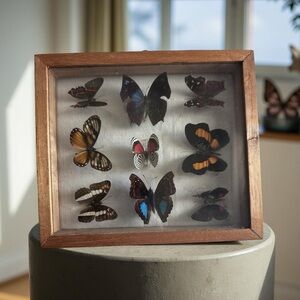 Real Taxidermy Preserved Butterflies Framed Vintage Collection Extremely Rare